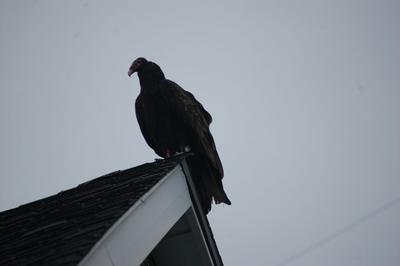 Turkey Vulture in Waterloo