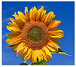 Sunflower of summer in Ontario