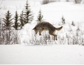 Pouncing Coyote