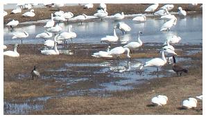 Swans in field, between Tillsonburg & Ingersoll