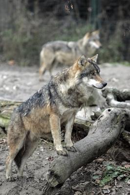 Canadian Wolves