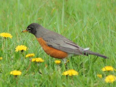 Robin, Humber Park