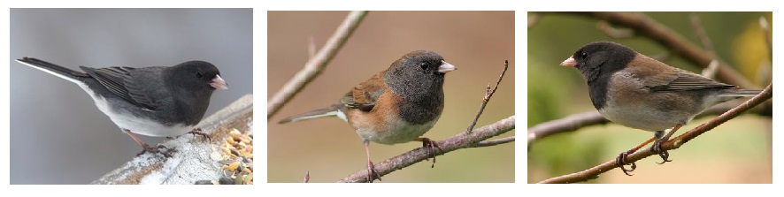 Juncos in Ontario