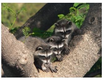 Three Baby raccoons sitting in a tree waiting for their mother