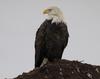 Beautiful Bald Eagle near Hanmer, Ontario