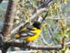 Female Baltimore Oriole -Mississauga