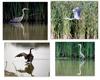 Canada Goose and Heron