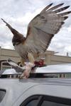 Hawk catching lunch