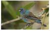 Male Indigo Bunting in winter plumage