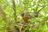 North American Robin and Nest