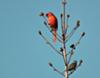 Easter Morning Cardinal