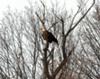 Bald Eagle, Wonderland Road, London