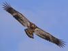 Juvenile Bald Eagle, Brantford, Ontario, Canada