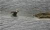 Eagle on Big Bald Lake