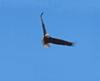 Bald Eagle in Flight