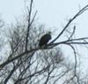 Bald Eagle, Ontario