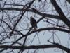 Eagle Checking Me Out