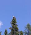 Butler Lake Bald Eagle in Northern Ontario