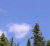 Butler Lake Bald Eagle in Northern Ontario 