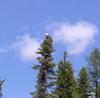 Butler Lake Bald Eagle in Northern Ontario 