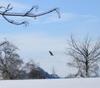 Bald Eagle on Mount Albert Road, near Keswick area