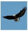 Bald Eagle in flight