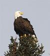 Bald Eagle (courtesy of Kaye Edmonds)