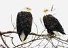 The Bald Eagle pair that's building the nest
