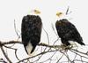 The Bald Eagle pair that's building the nest