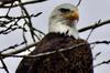 Bald Eagle looking majestic