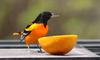 Male Baltimore Oriole