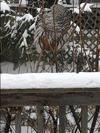 Barred owl eating bread