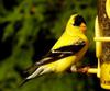North American Goldfinch enjoying his last meal of the day
