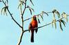 Cardinal singing for his supper