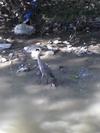 Female Great Blue Heron
