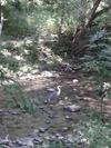 Young Female Great Blue Heron.