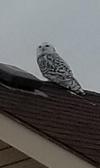 The Snowy Owl breeds in the Arctic, winters south in Canada & USA