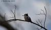 Female Belted Kingfisher