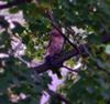 Hawk with pigeon prey