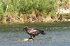 Young Bald Eagle