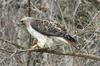 Red Tailed Hawk