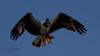 Black Vulture