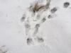 Big Cat prints