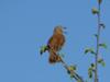 Male Brown Thrasher