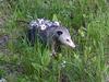 Mother Possum with young