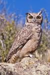 Great Horned Owl