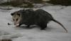 Possum in Cobourg Ontario