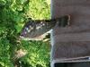 Coopers Hawk
