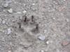 Large paw print