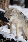 Southern Ontario Coyote